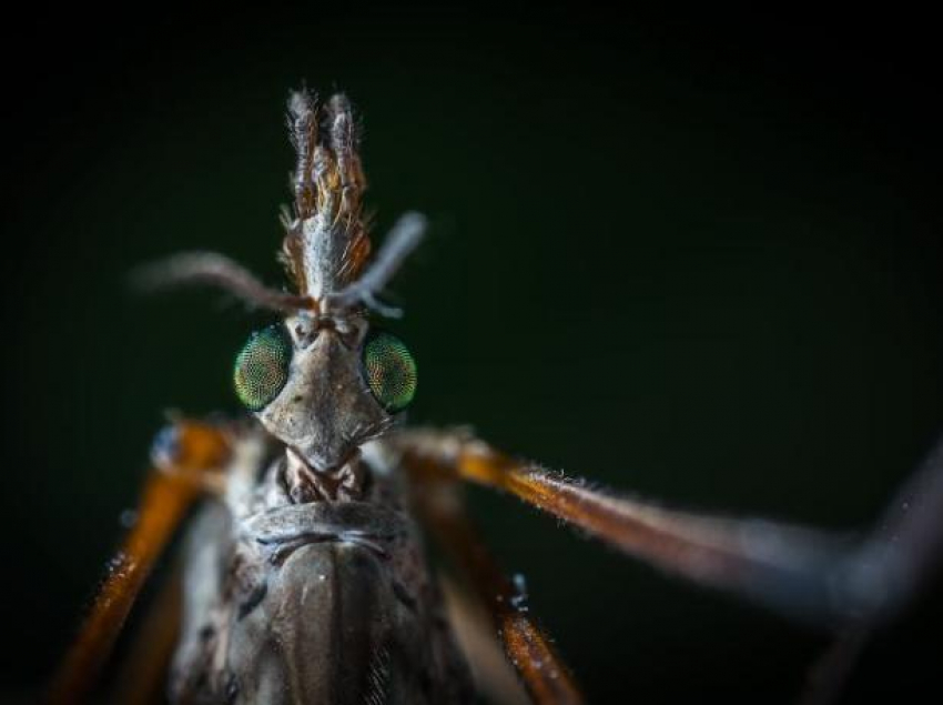 Комары, солнечный удар, насекомые – лето жестко атакует жителей Молдовы