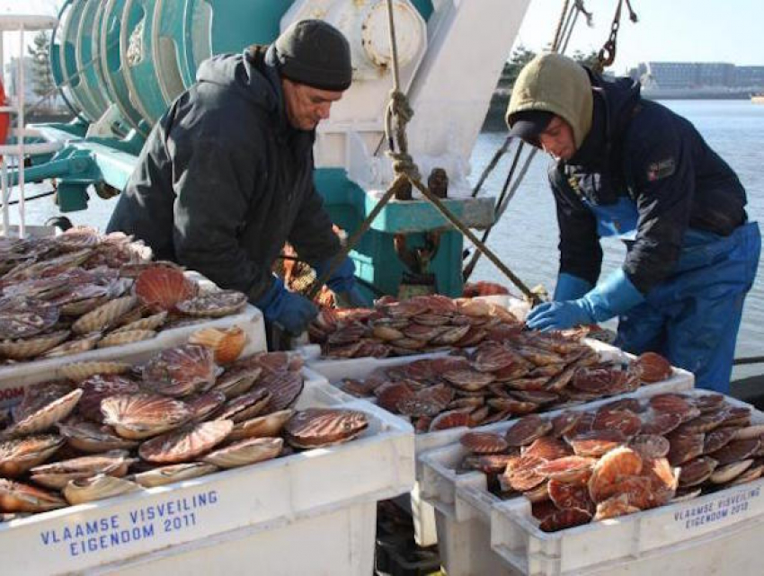 Гребешки стали причиной побоища между рыбаками Франции и Британии