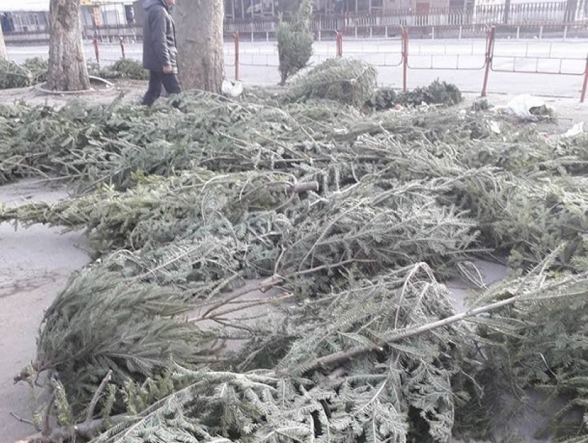 Кишинёв завалили непроданными елями и соснами 