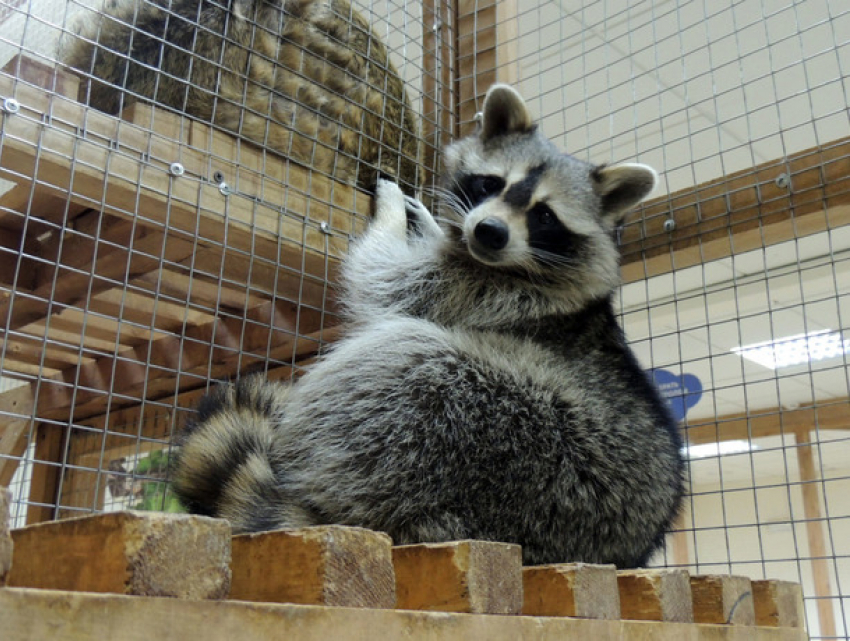 Контактные зоопарки могут прекратить работу