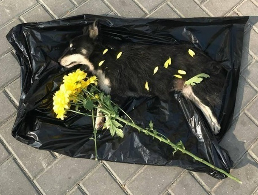 Труп отравленной собаки с траурными цветами принесли к примэрии Кишинева