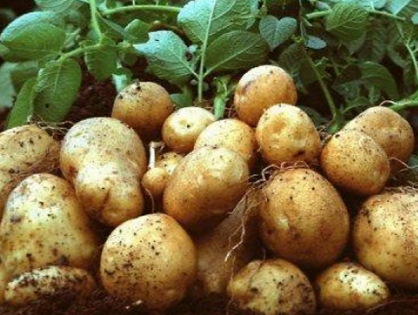 К концу месяца картофель подорожает