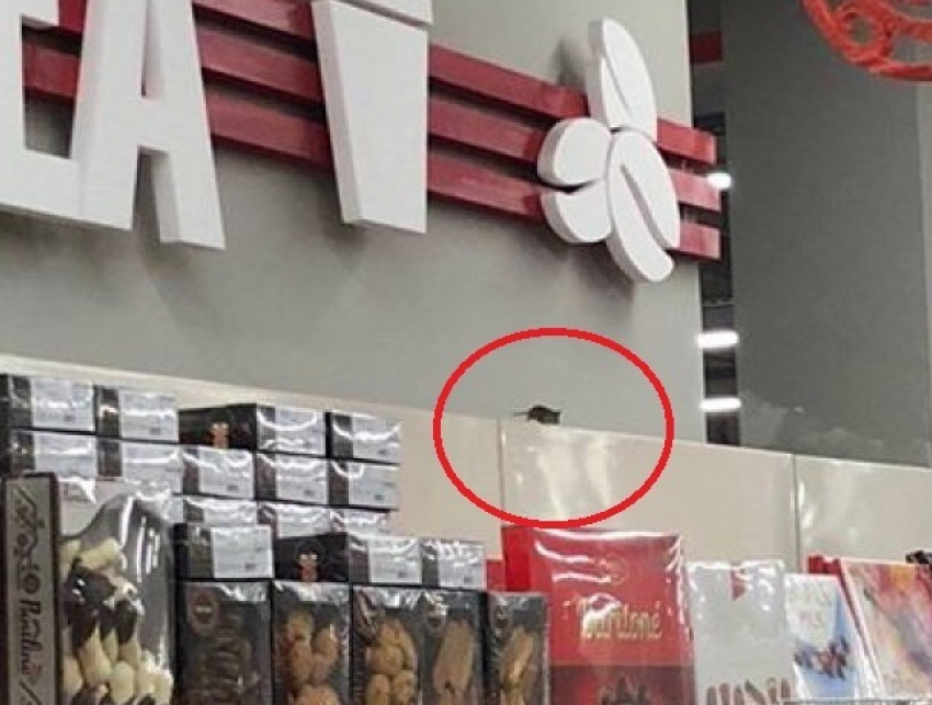Огромную мышь заметили в кондитерском отделе супермаркета Кишинева