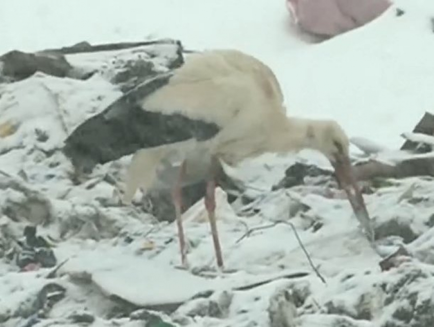 Стая аистов обосновалась на мусорном полигоне в Ниспоренах 
