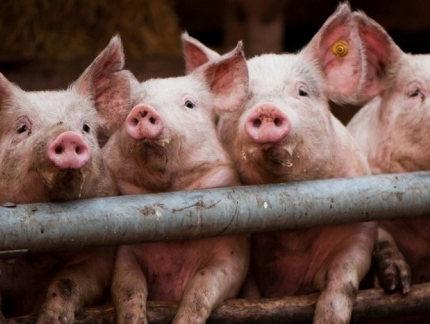 Двумстам свиньям из Румынии запретили въехать в Молдову