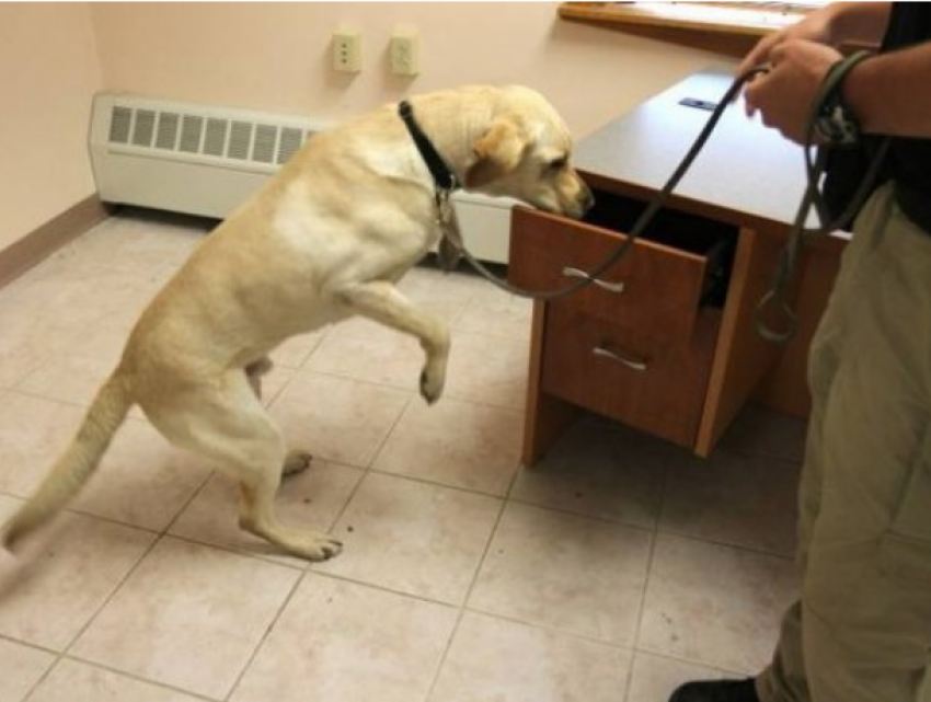 Апелляционная палата Кишинева вновь под угрозой заложенной бомбы