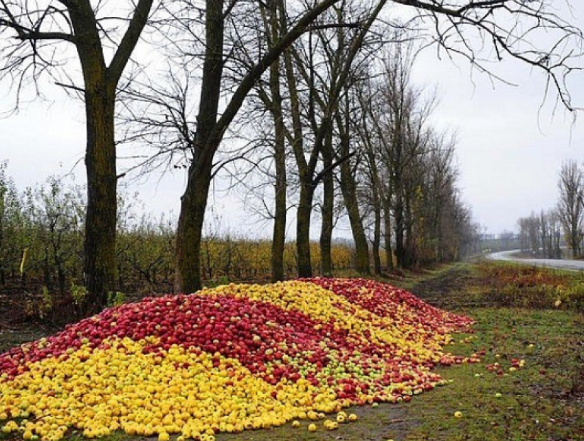 Удивительно: Более 4 тыс. тонн яблок было ввезено из Украины в Молдову всего за пару месяцев