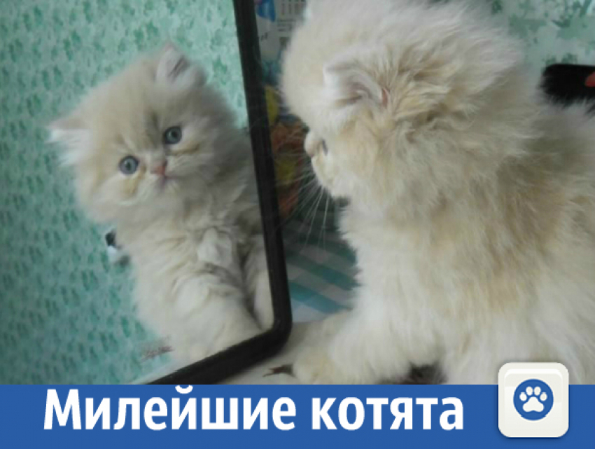 Продаются персидские котята