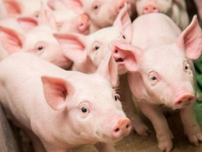 ANSA подтвердила новые случаи бешенства и африканской чумы свиней
