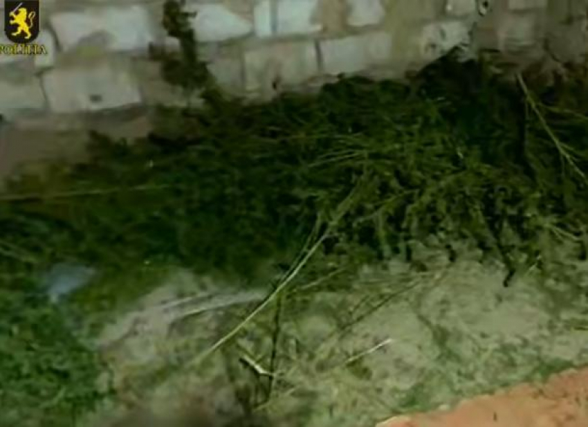 В Оргеевском районе изъяли марихуану на 5 млн леев: задержан 63-летний мужчина