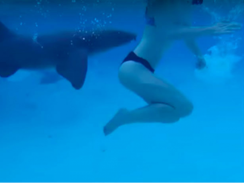 Мужчина снял на видео нападение акулы на жену во время медового месяца