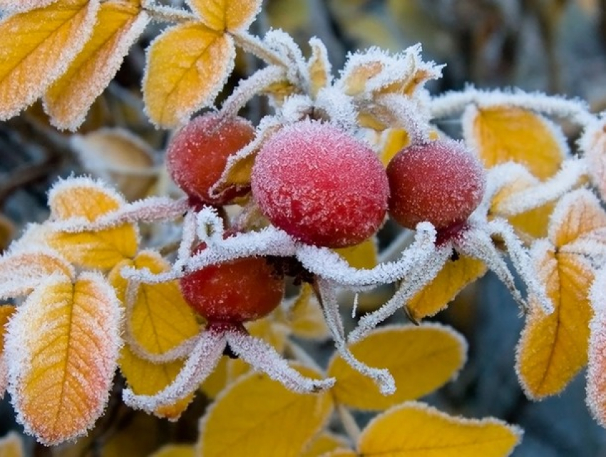 В Молдове объявлен «желтый код»: ожидаются заморозки и ночное похолодание
