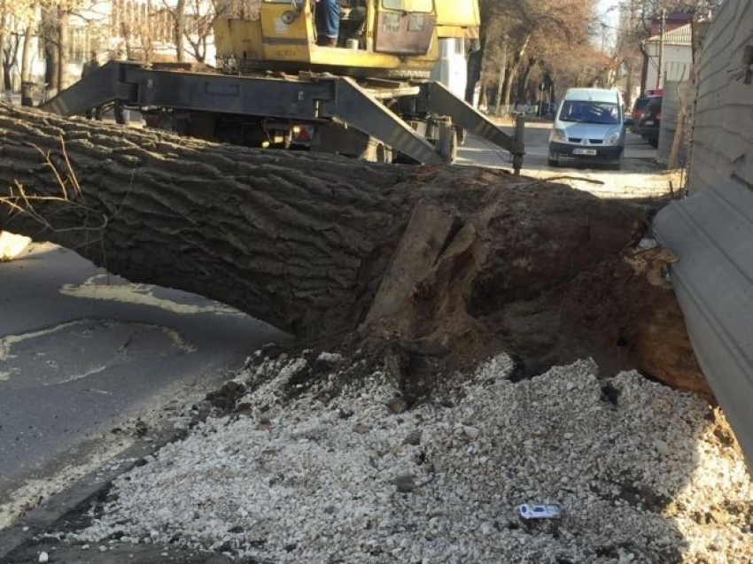 На столичной улице дерево рухнуло, заблокировав дорогу