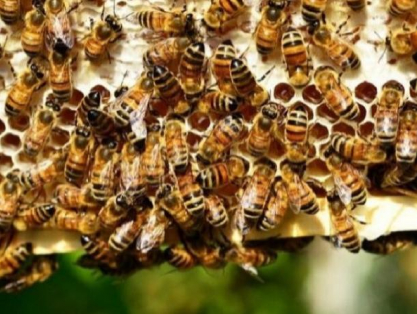 В Унгенах горе-фермер обрызгал сад химикатами и убил 1,5 млн чужих пчел, теперь на него подадут в суд