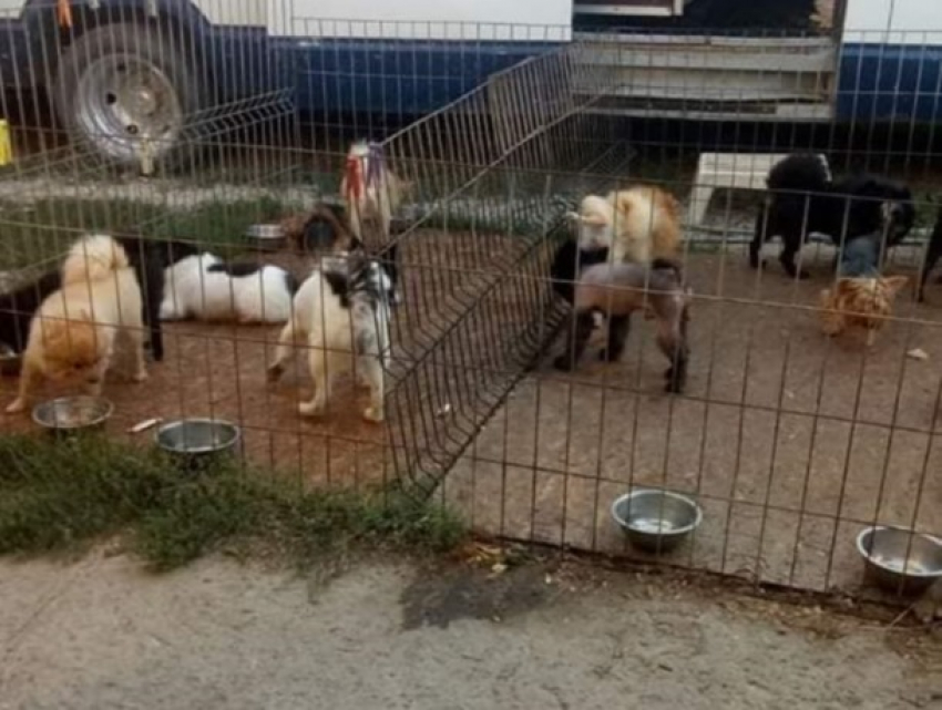 Шок! В Кишиневе голодают цирковые животные