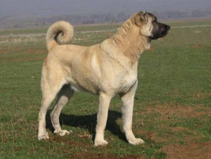 "Злого» пса в Молдове хотят обменять на овец или коз