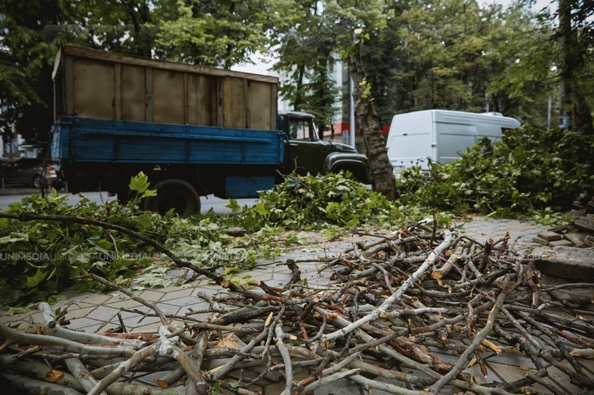 С сегодняшнего дня примэрия Кишинева начинает массовую чистку деревьев