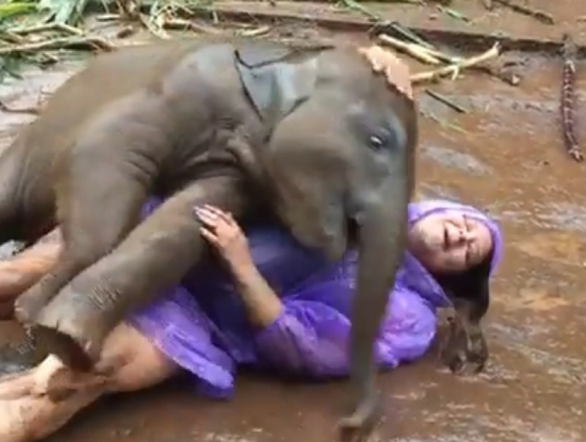 Любвеобильный слоненок стал героем трогательного видео с понравившейся ему туристкой