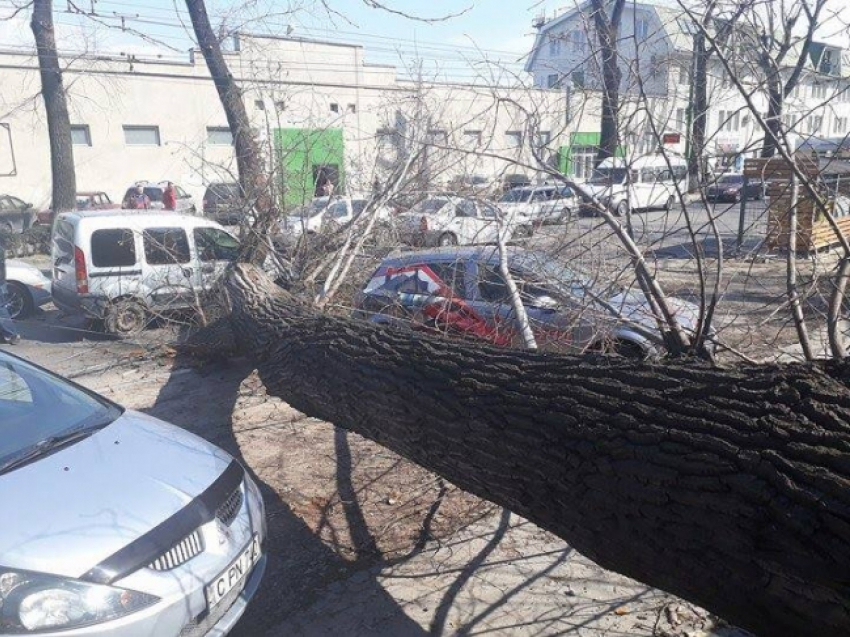 На улице Мунчештской дерево рухнуло, оборвав провода и уничтожив автомобиль