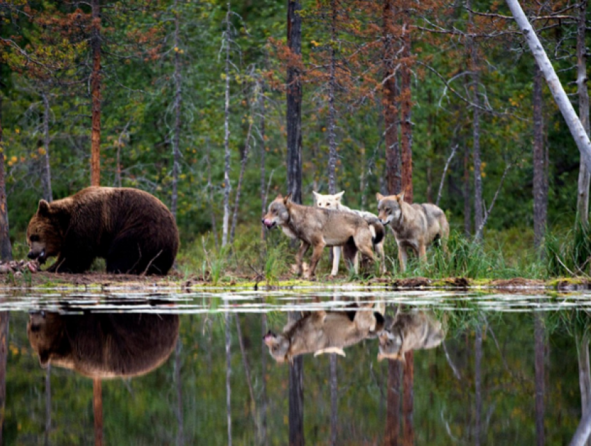 В Кишиневском зоопарке появятся новые жильцы из Камчатки