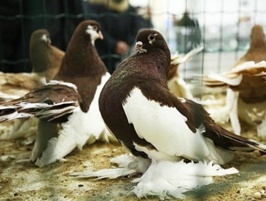 Сотни гостей и десятки пород: в Сороках прошла выставка птиц и животных