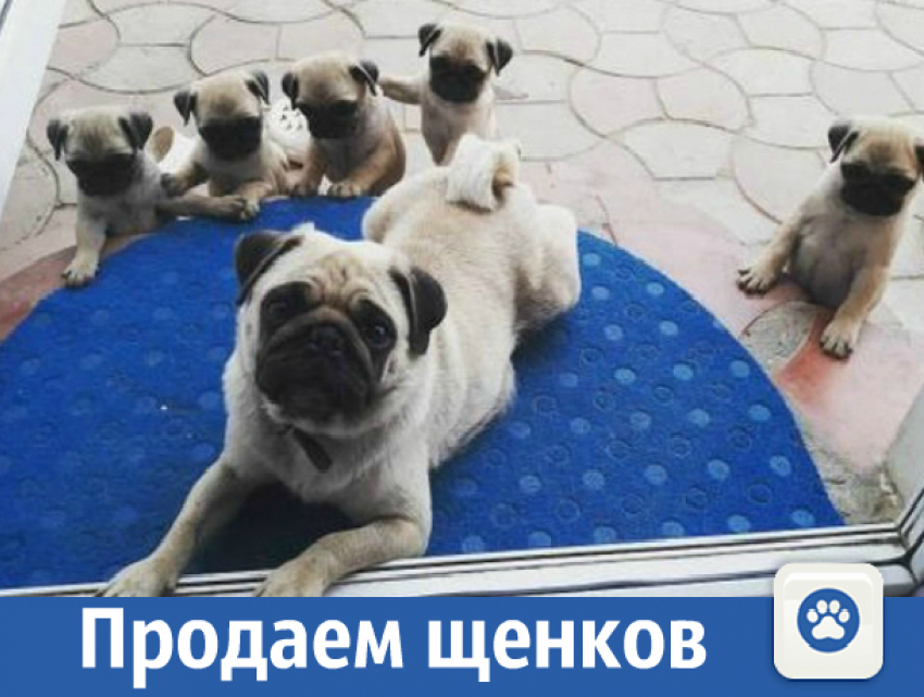 Срочно продаются щеночки мопса
