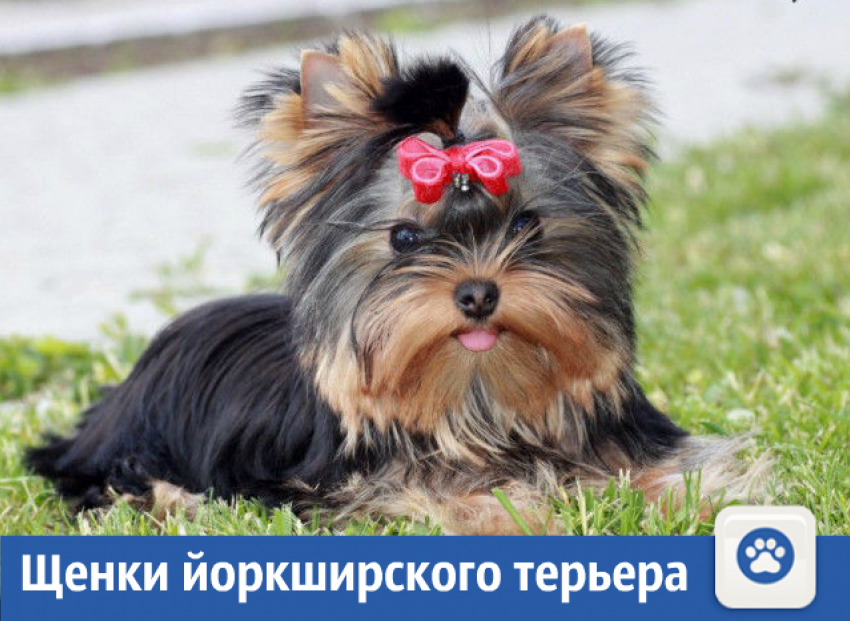 Продаются щенки йоркширского терьера