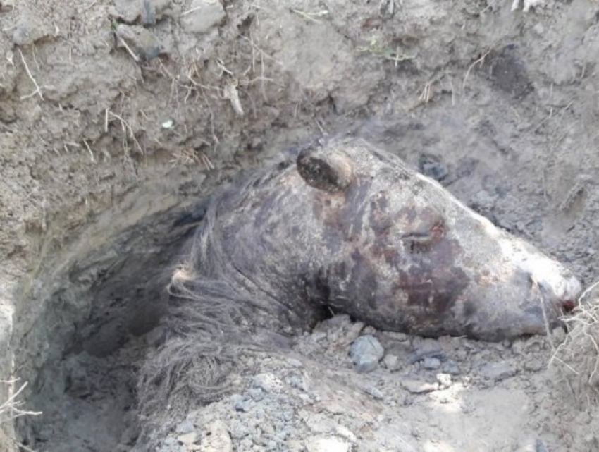 Погибшую от удушья лошадь ее хозяйка закопала в кишиневском парке