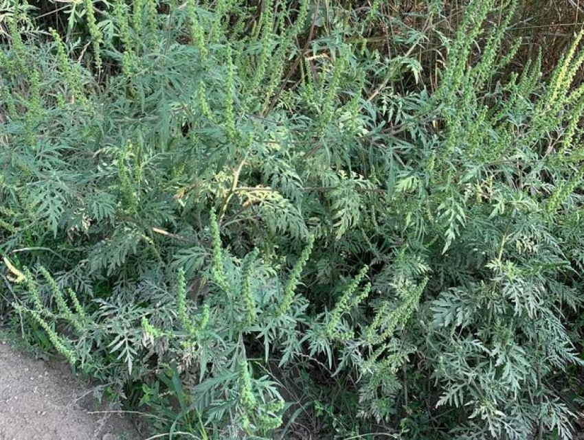 Двойной удар по жителям Молдовы – к аномальной жаре добавилось пышное цветение амброзии 