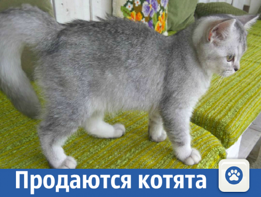 Почти даром отдаем котят (серебристой шиншиллы)