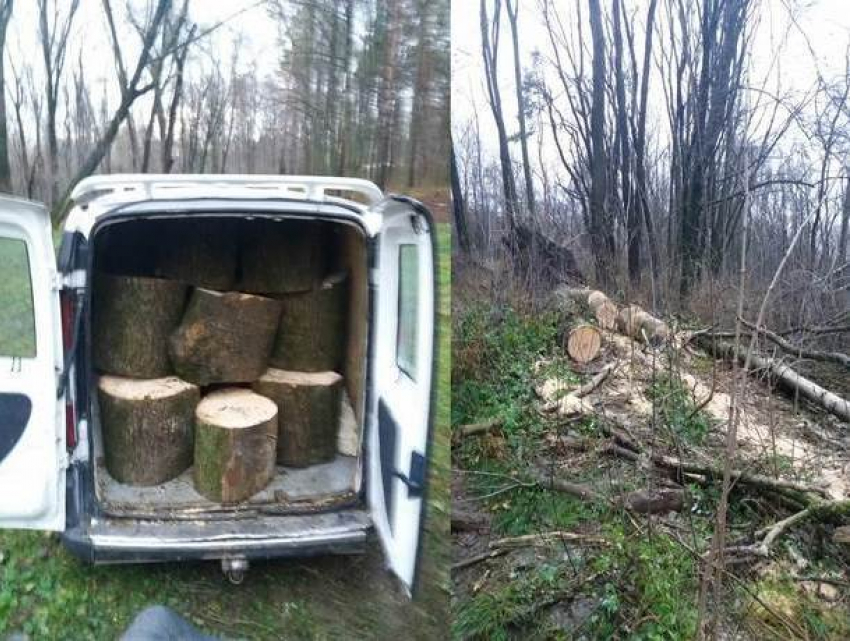 Жителя Гратиешт поймали на незаконной вырубке деревьев в столичном парке