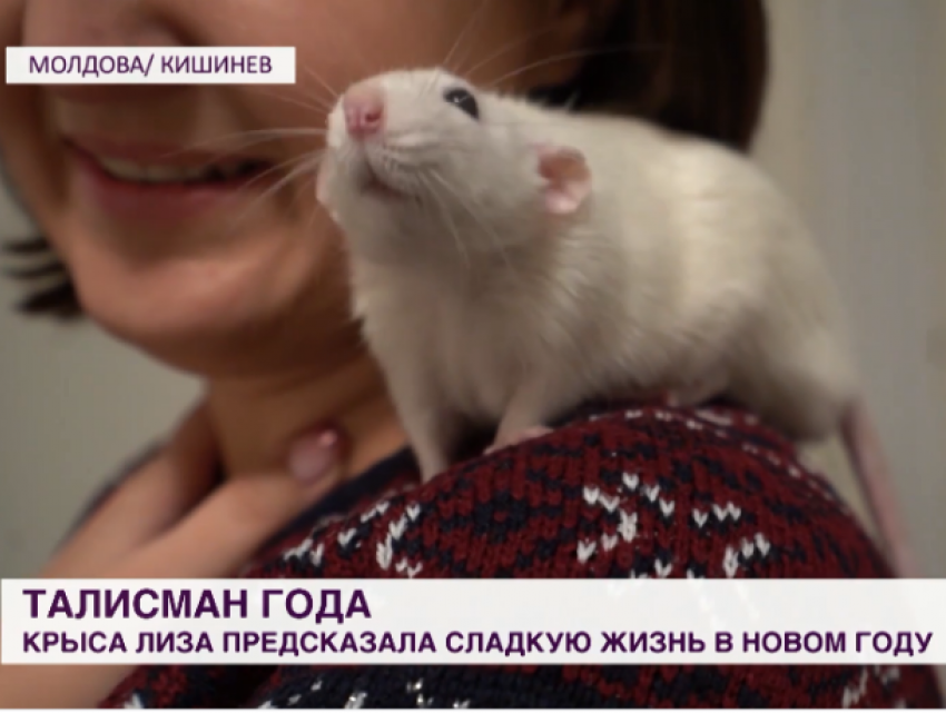 Что предсказала крыса в отношении будущего Молдовы