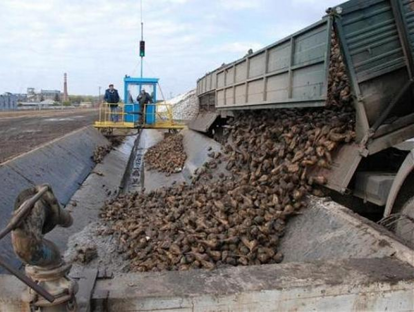 Крупнейший в Молдове сахарный завод может остановиться уже к концу октября
