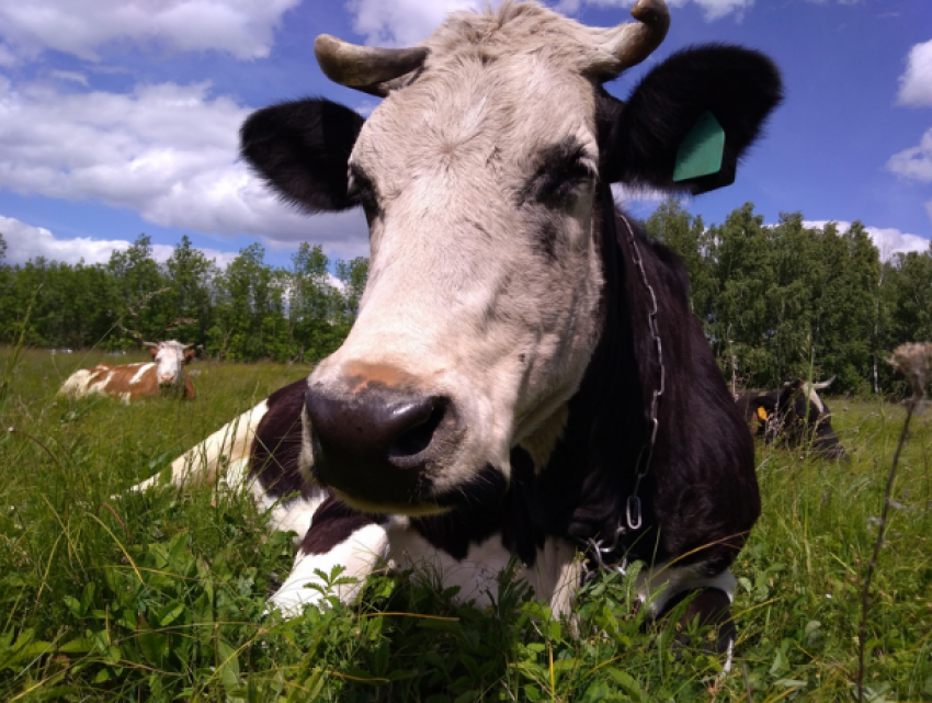 В Молдове складывается тревожная ситуация с молоком