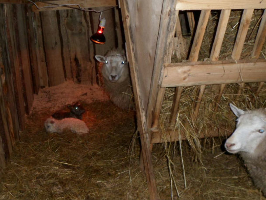 Двойное убийство в новогоднюю ночь в Оргееве совершили пьяные пастухи
