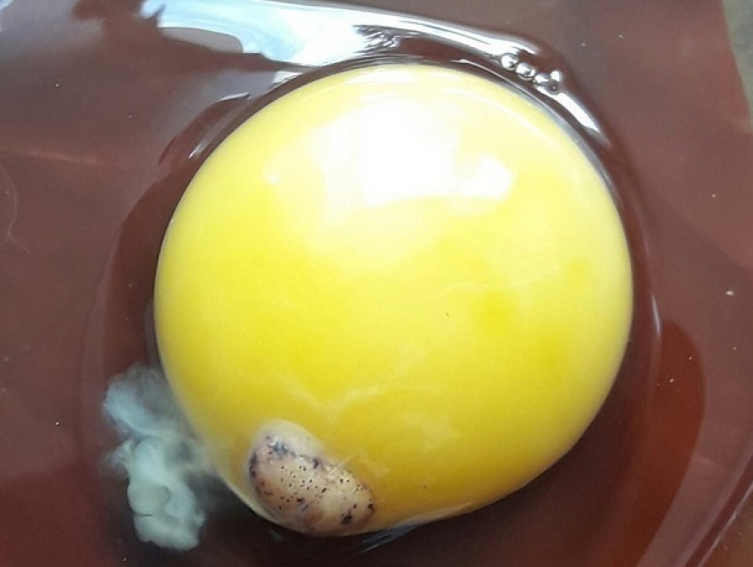 Мертвые эмбрионы цыплят в яйцах из кишиневского магазина привели в шок женщину: «это гадость"