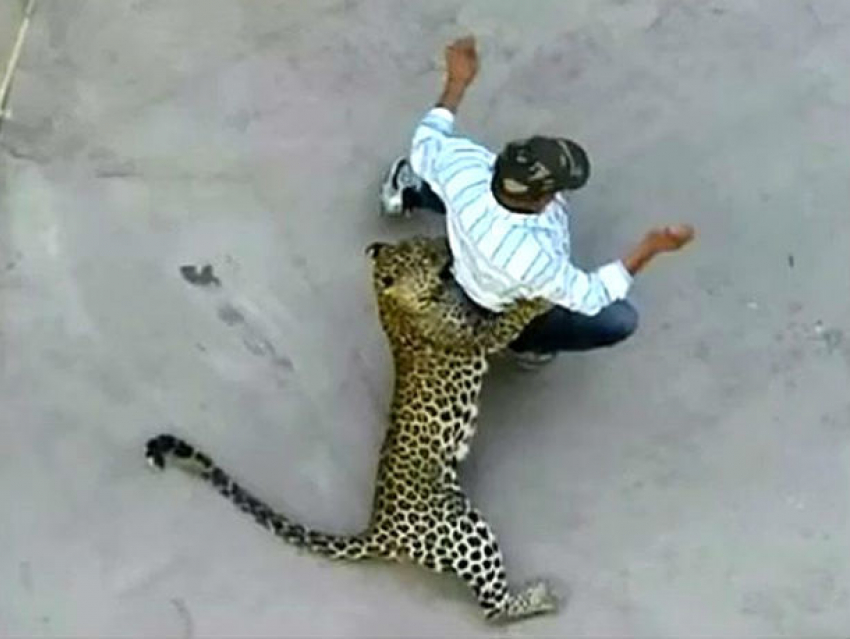 Нападение разъяренного леопарда на мужчину на улице сняли на видео