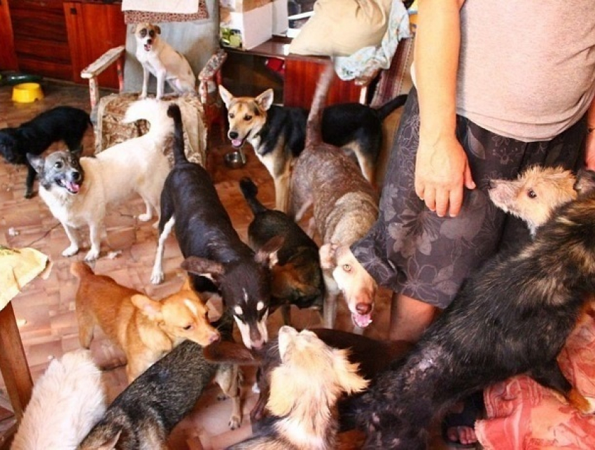 В Кишиневе запретят держать больше одного животного в квартире