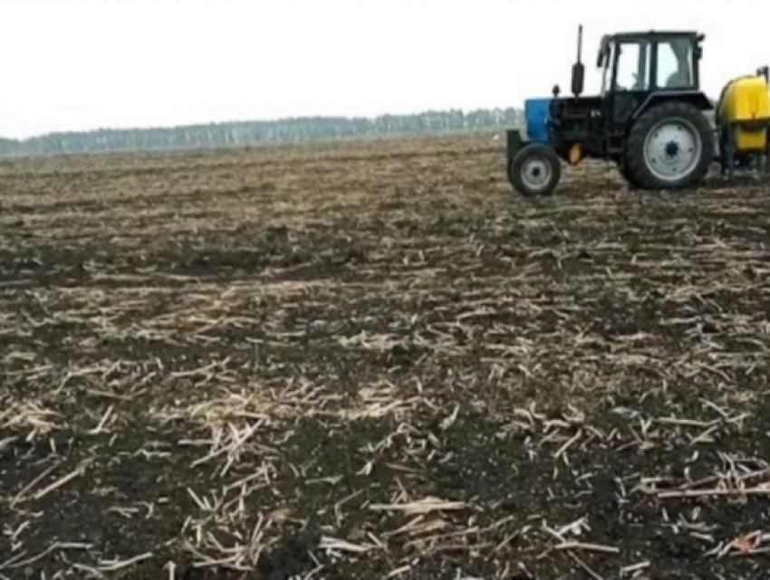 В Унгенском районе гибнет урожай - фермеры в отчаянии