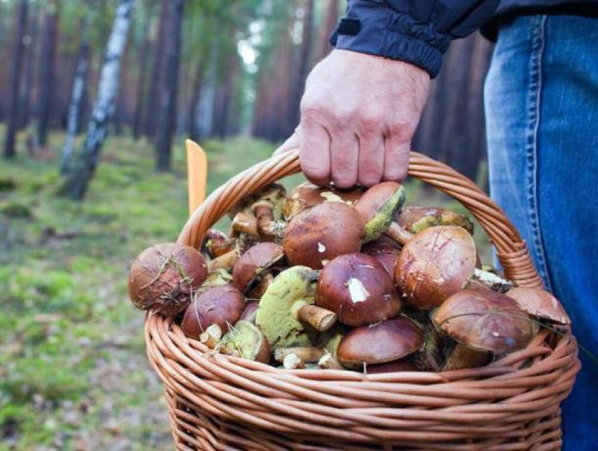 Медики обеспокоены – молдавские граждане массово травятся грибами