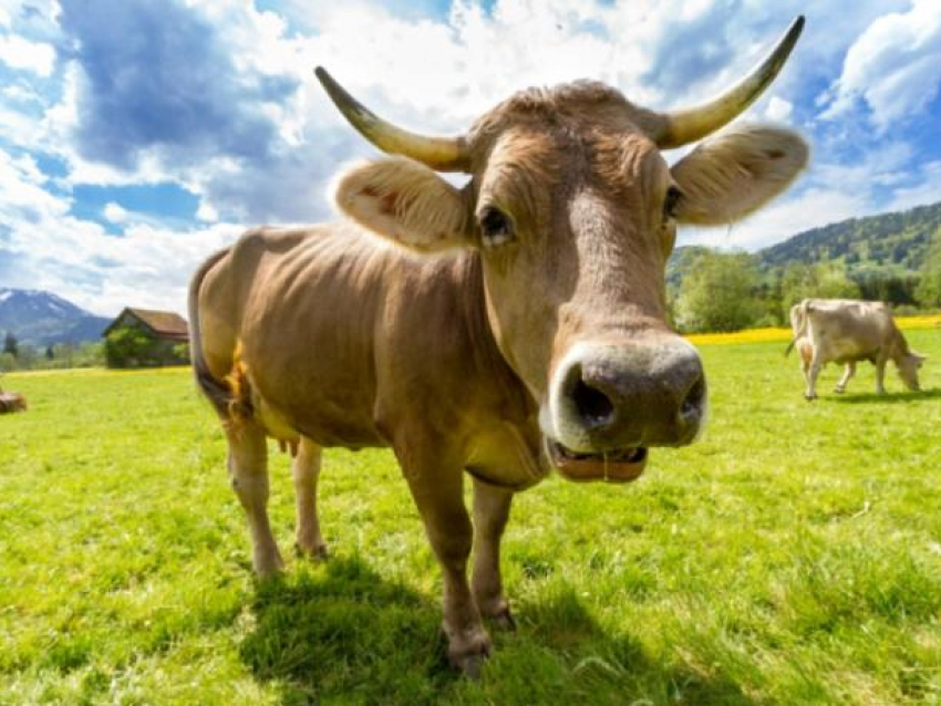 В молдавских сёлах почти исчезли коровы: содержание стало слишком дорогим, стойла пустуют