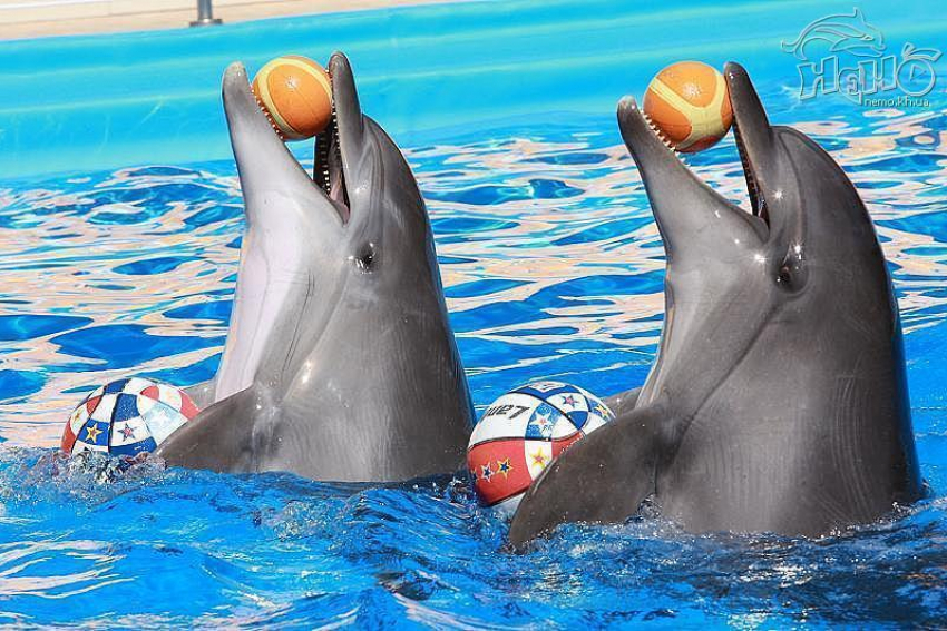 Защитники животных организуют митинг против открытия в Кишиневе дельфинария