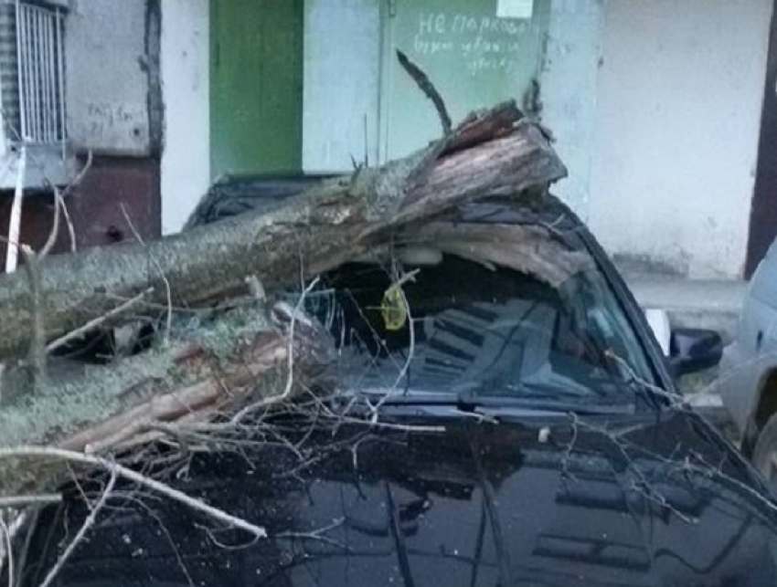 Упавшее дерево раздавило припаркованную у дома в Кишиневе иномарку