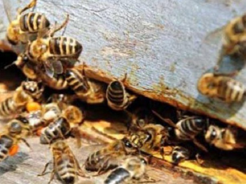 Взятку пчелами потребовал от больного сахарным диабетом молдавский врач