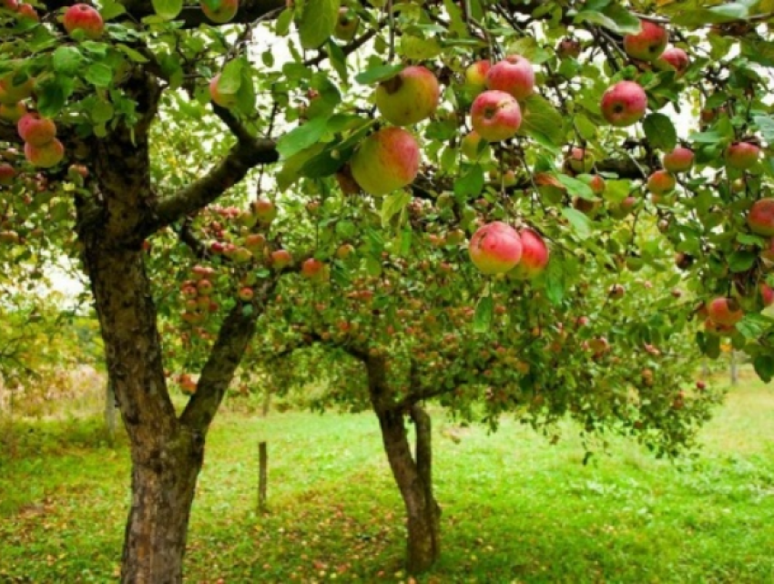Не ценой, так качеством – в этом году в Молдове с яблоками могут быть проблемы