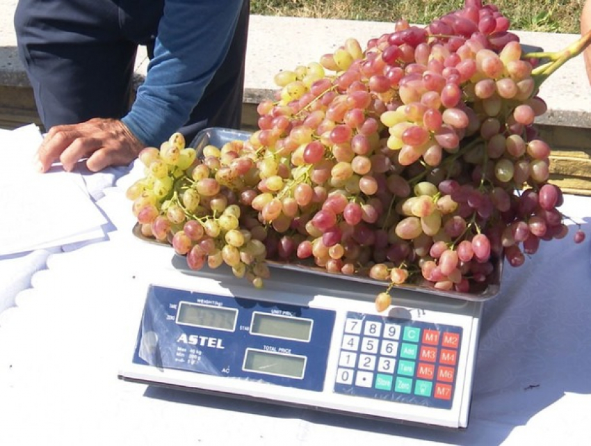 Почти 5 кило на одной грозди: в Кагульском районе удивили рекордным виноградом