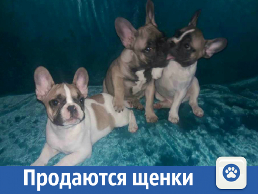 Продаются щенки французского бульдога