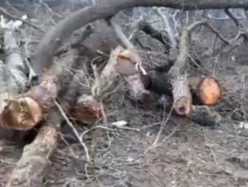 На берегу Прута уничтожен целый лес