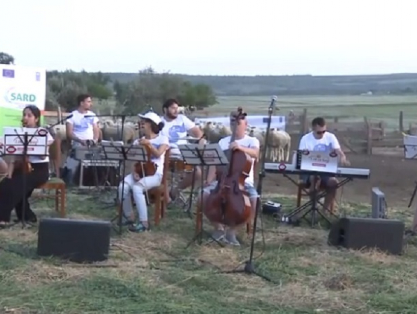 Овцы из Франции послушали концерт Баха и Моцарта в Тараклийском районе