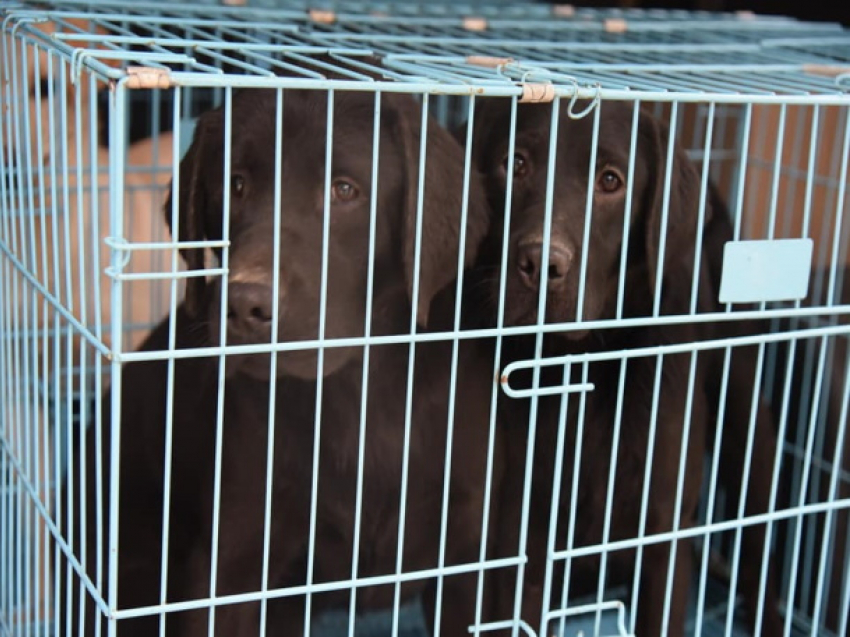 Молдавская полиция приютила 24 собаки из Одессы